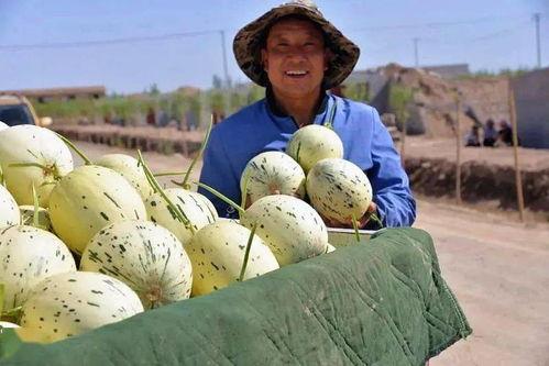 瓜州在哪里免费吃瓜,免费瓜果盛宴，畅享瓜乡清凉时光